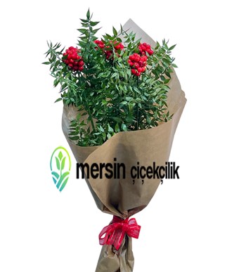 kokina, kokina buketi, kokina naturel, doğal kokina, yılbaşı