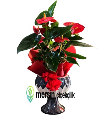 Mersin antoryum çiçek, Mersin çiçek siparişi, Mersin çiçekçi