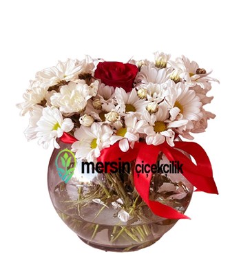 Fanus Dolusu Papatya ve Güller