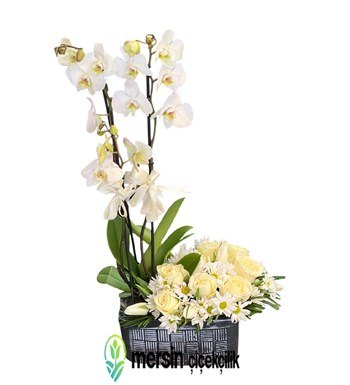 Mersin çiçekçilik, Beyaz orkide siparişi, Orkide çiçeği, 
