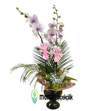 Mersin çiçek siparişi, Mersin orkide, Mersin çiçekçi, 