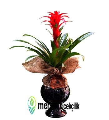 Mersin Çiçek, Kırmızı Guzmania, Mersin Çiçek Siparişi, 