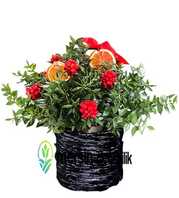 Mersin Kokina Sipariş, Yeni Yıl Çiçeği, Şans Getiren Kokina,